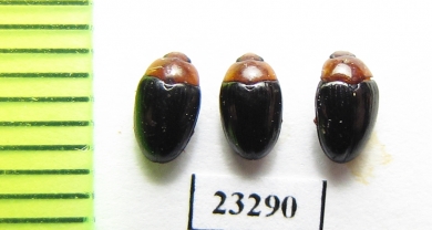 Erotylidae sp.  Myanmar - INSECTS-STORE.RU