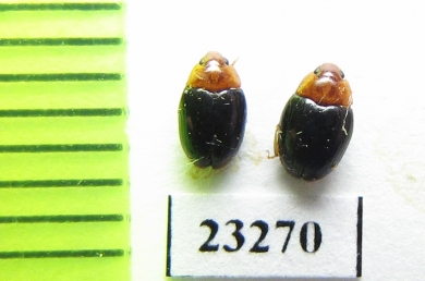 Erotylidae sp.  Myanmar - INSECTS-STORE.RU