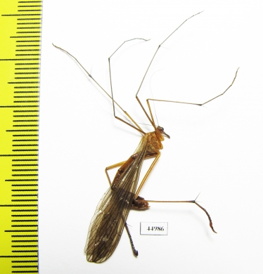 Bittacidae sp.  Zambia - INSECTS-STORE.RU
