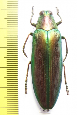 Megaloxantha purpurascens peninsulae, male  Malaysia - INSECTS-STORE.RU