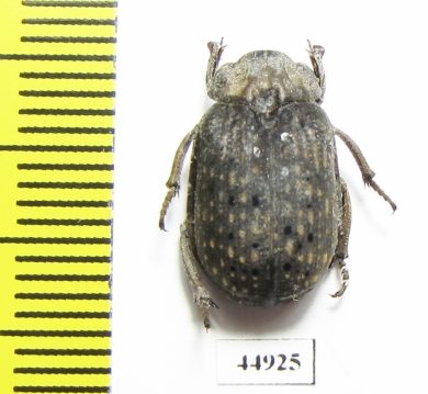 Trogidae sp.  Sierra Leone - INSECTS-STORE.RU