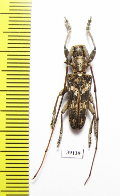 Cerambycidae sp.  China, Yunnan prov. - INSECTS-STORE.RU