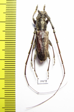Cerambycidae sp.  China, Yunnan prov. - INSECTS-STORE.RU