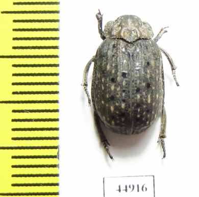 Trogidae sp.  Sierra Leone - INSECTS-STORE.RU