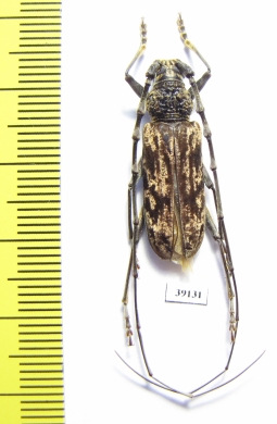 Cerambycidae sp.  China, Yunnan prov. - INSECTS-STORE.RU