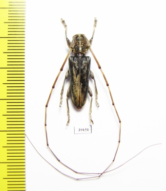 Cerambycidae sp.  China, Fujian prov. - INSECTS-STORE.RU