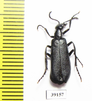 Meloidae sp.  Mexico - INSECTS-STORE.RU