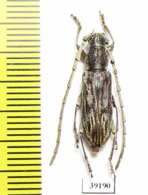 Cerambycidae sp.  China, Yunnan prov. - INSECTS-STORE.RU