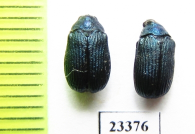 Chrysomelidae sp.  Laos - INSECTS-STORE.RU