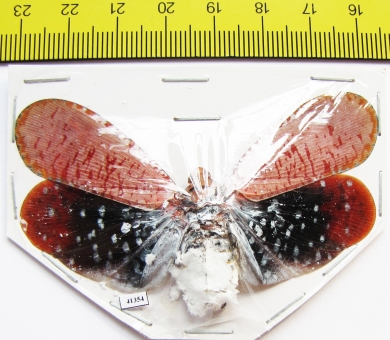 Aphaena submaculata  Malaysia - INSECTS-STORE.RU