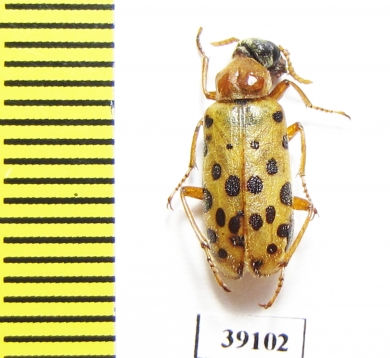 Croscherichia tigripennis  Morocco - INSECTS-STORE.RU