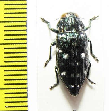 Dicercomorpha mutabilis  Indonesia, Sulawesi - INSECTS-STORE.RU