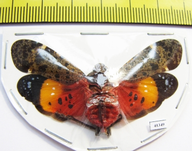 Penthicodes variegata  Thailand - INSECTS-STORE.RU