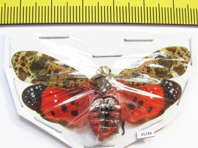 Penthicodes variegata  Thailand - INSECTS-STORE.RU