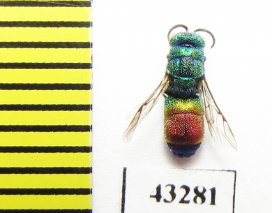 Chrysididae sp.  Kazakhstan - INSECTS-STORE.RU