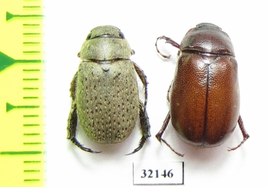 Rutelinae sp.  South Africa Rep. - INSECTS-STORE.RU