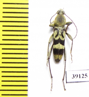 Chlorophorus sp.  China, Guangxi prov. - INSECTS-STORE.RU