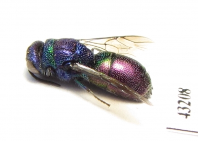 Chrysididae sp.  Kazakhstan - INSECTS-STORE.RU