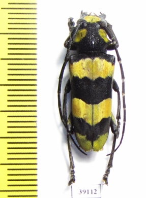 Cerambycidae sp.  China, Guangxi prov. - INSECTS-STORE.RU
