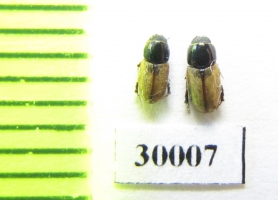 Aphodius stereotypus  Uzbekistan - INSECTS-STORE.RU