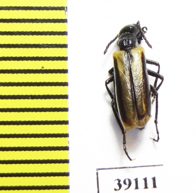 Picnoseus sp.  Chile - INSECTS-STORE.RU