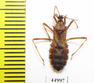 Hemiptera sp.  Indonesia, Java - INSECTS-STORE.RU