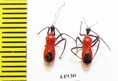 Hemiptera sp.  Indonesia, Java - INSECTS-STORE.RU