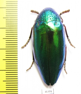 Sternocera aequisignata  Thailand - INSECTS-STORE.RU