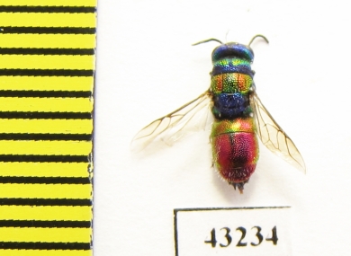 Chrysididae sp.  Kazakhstan - INSECTS-STORE.RU