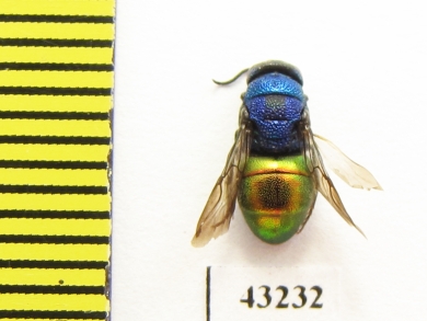 Chrysididae sp.  Kazakhstan - INSECTS-STORE.RU