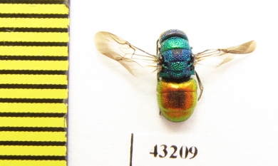 Chrysididae sp.  Kazakhstan - INSECTS-STORE.RU
