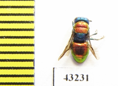 Chrysididae sp.  Kazakhstan - INSECTS-STORE.RU