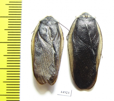 Blattodea sp.  Zambia - INSECTS-STORE.RU