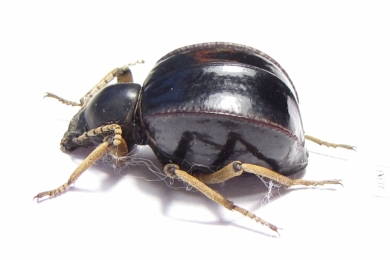 Dichta cubica  South Africa Rep. - INSECTS-STORE.RU
