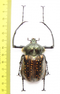 Cheirotonus gestroi?  Vietnam 62mm - INSECTS-STORE.RU