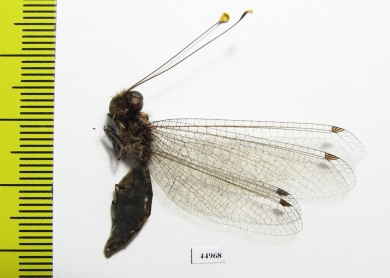 Ascalaphidae sp.  Malaysia, Borneo - INSECTS-STORE.RU
