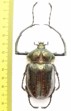 Cheirotonus gestroi  Thailand 66mm - INSECTS-STORE.RU
