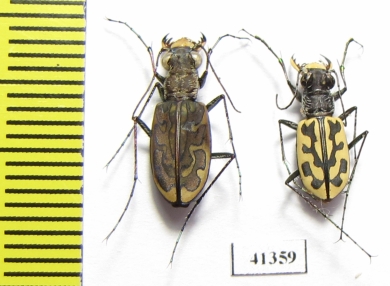 Lophyra sp.  South Africa Rep. - INSECTS-STORE.RU
