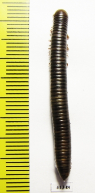 Myriapoda sp.  South Africa Rep. - INSECTS-STORE.RU