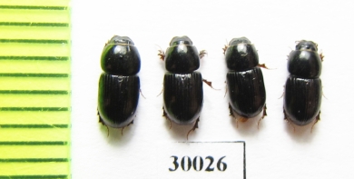Aphodius granarius  Uzbekistan - INSECTS-STORE.RU
