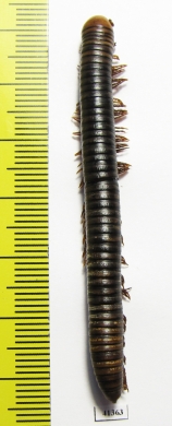 Myriapoda sp.  South Africa Rep.  64mm - INSECTS-STORE.RU