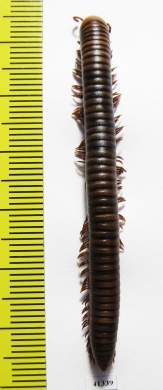 Myriapoda sp.  South Africa Rep.  60mm - INSECTS-STORE.RU