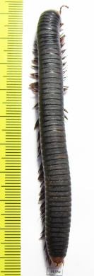 Myriapoda sp.  South Africa Rep.  91mm - INSECTS-STORE.RU