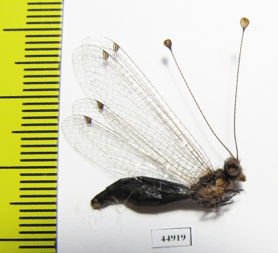 Ascalaphidae sp.  Philippines - INSECTS-STORE.RU