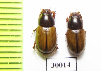 Aphodius lugens  Uzbekistan - INSECTS-STORE.RU