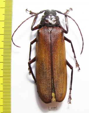 Macrotoma sp.  South Africa Rep.  62mm - INSECTS-STORE.RU