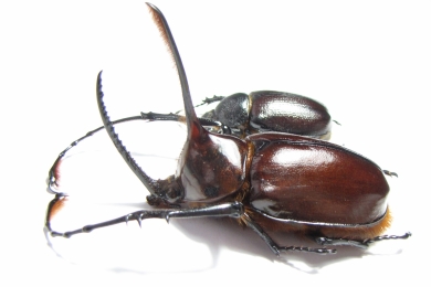 Golofa porteri?, pair Colombia  75mm - INSECTS-STORE.RU