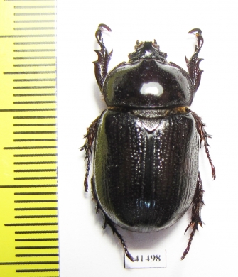 Cyphonistes sp.  South Africa Rep. - INSECTS-STORE.RU
