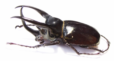 Chalcosoma atlas keyboh  Indonesia, Sumatra  80mm - INSECTS-STORE.RU