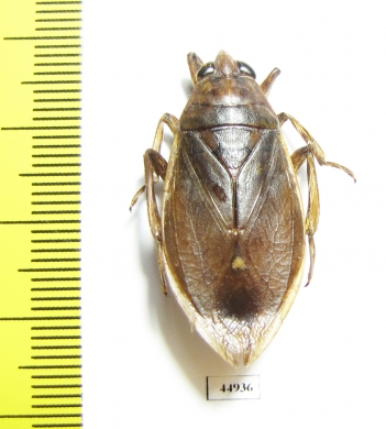 Hemiptera sp.  Colombia - INSECTS-STORE.RU